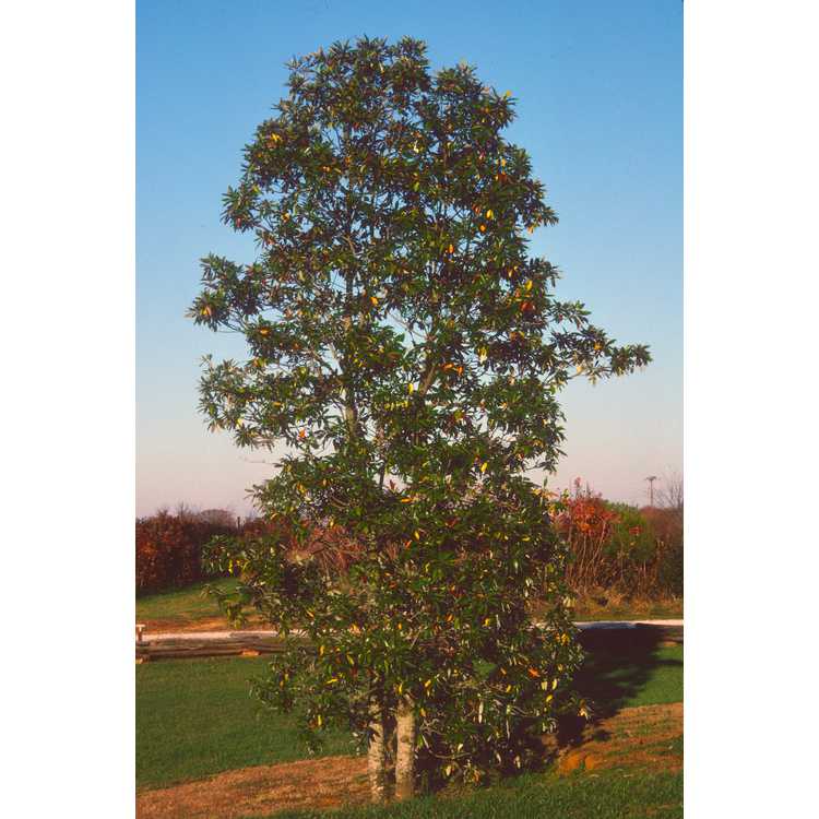 <em>Magnolia virginiana</em> 'Greenbay'