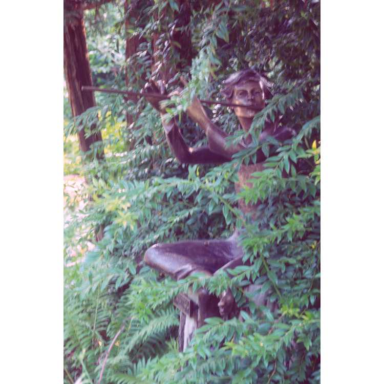 Tsuga canadensis - eastern hemlock