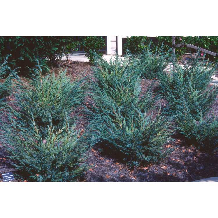Juniperus squamata 'Blue Spreader'