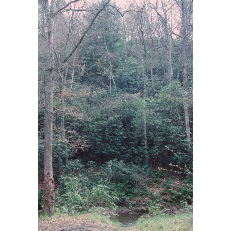 Kalmia latifolia - mountain laurel