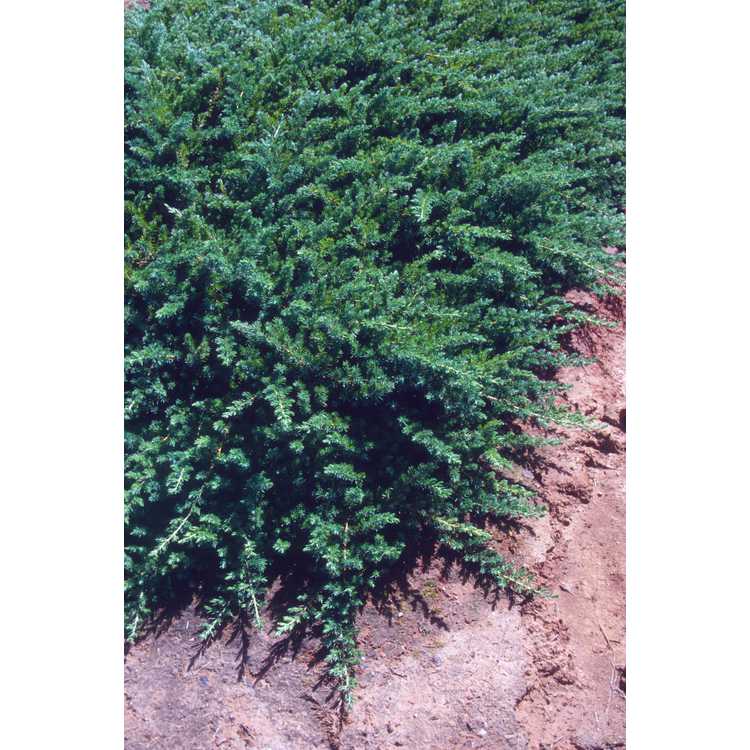 Juniperus rigida subsp. conferta 'Blue Pacific'