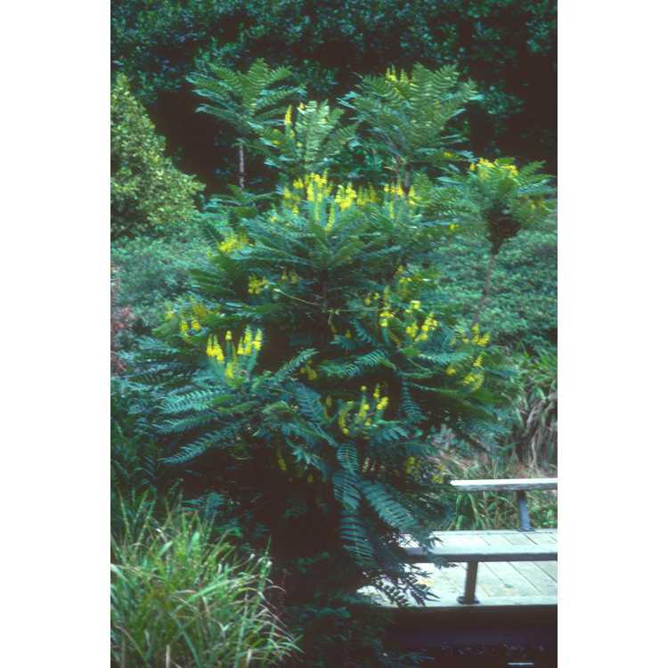 Mahonia lomariifolia - Burmese mahonia