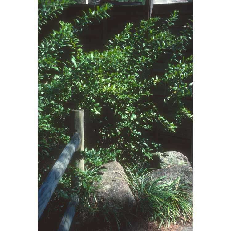 Agarista populifolia - Florida leucothoe