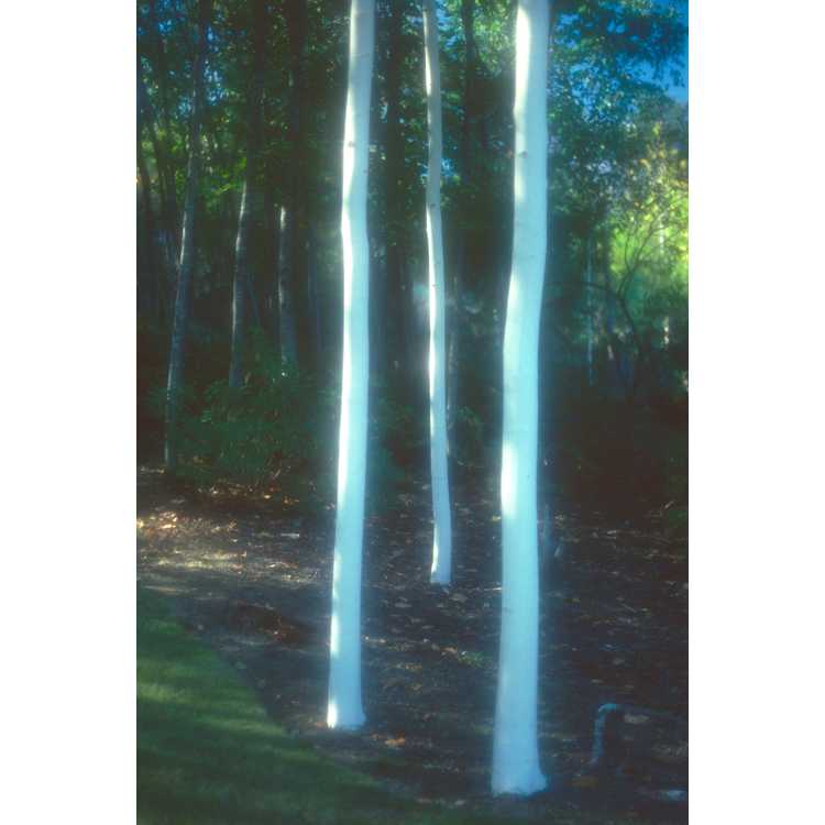 Himalayan white birch