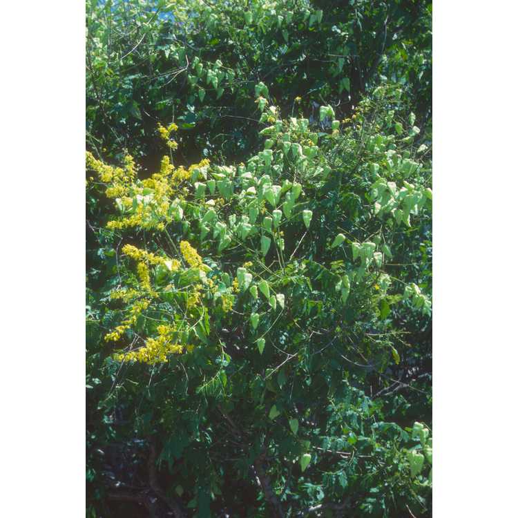 <em>Koelreuteria paniculata</em>