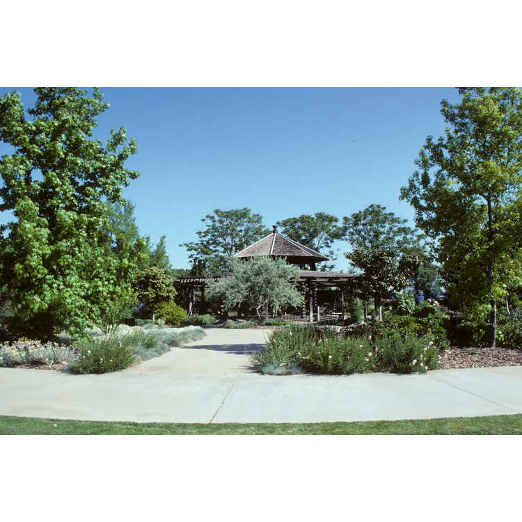 University of California at Davis Arboretum
