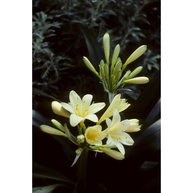 Clivia - bush lily
