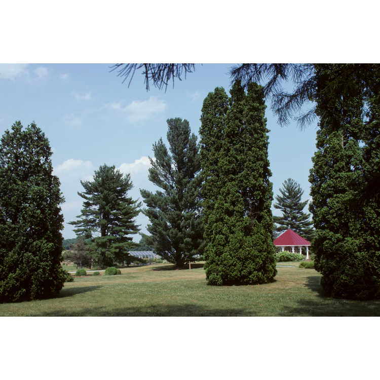 Orland E. White Arboretum (Blandy Experimental Farm)