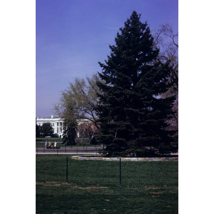 white house grounds