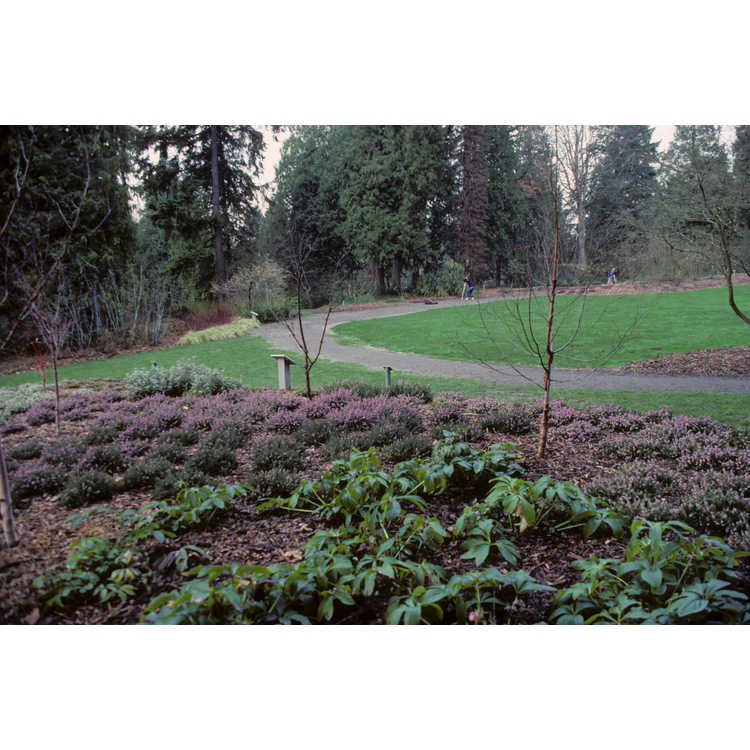 university of Washington Arboretum, Winter Garden