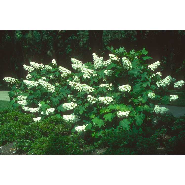 <em>Hydrangea quercifolia</em>