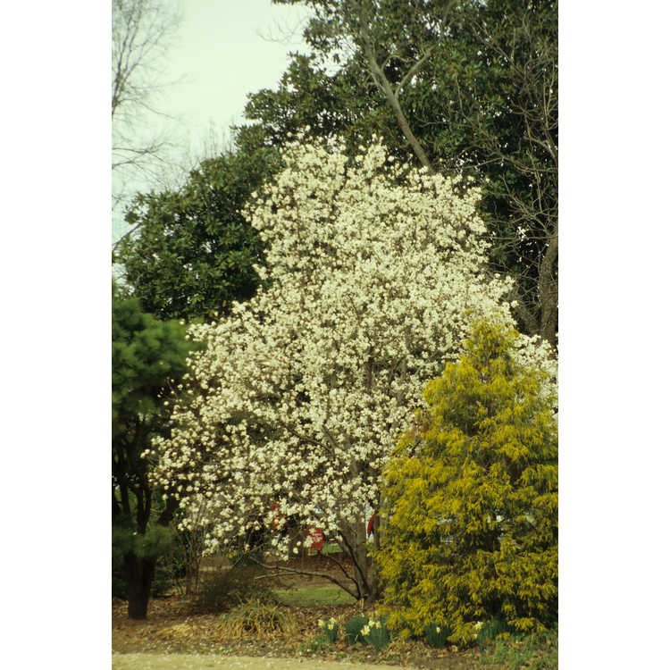 <em>Magnolia kobus</em>