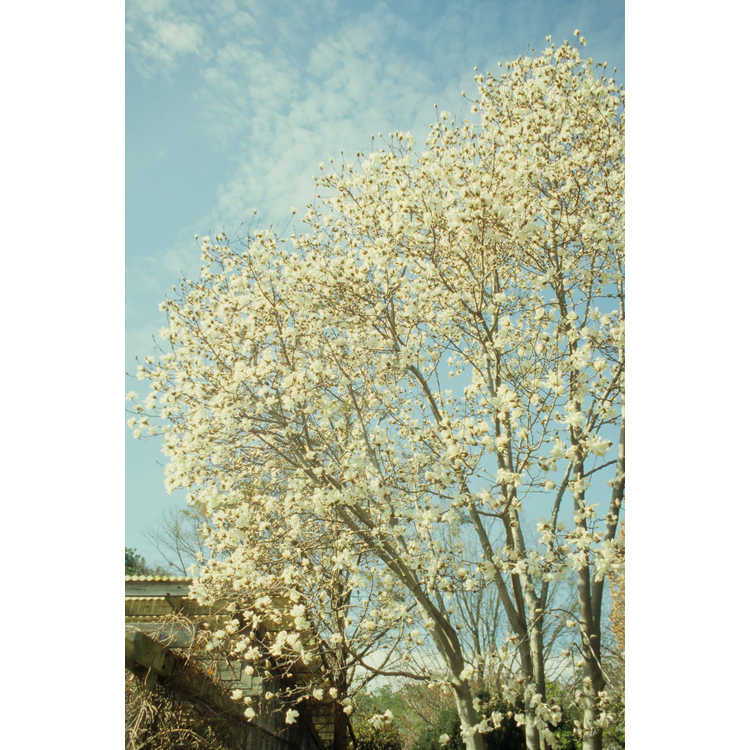 Magnolia ×loebneri 'Merrill'