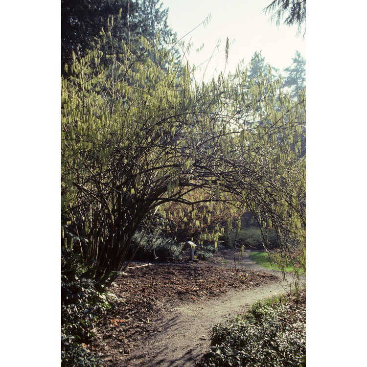 university of washington arboretum; uwa
