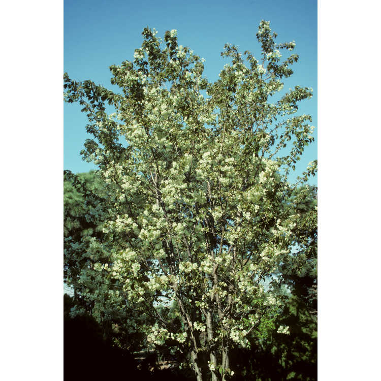 <em>Prunus sargentii</em> 'S. Edward Muller'