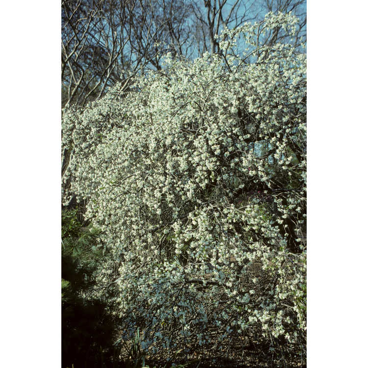 <em>Prunus persica</em> 'White Glory'