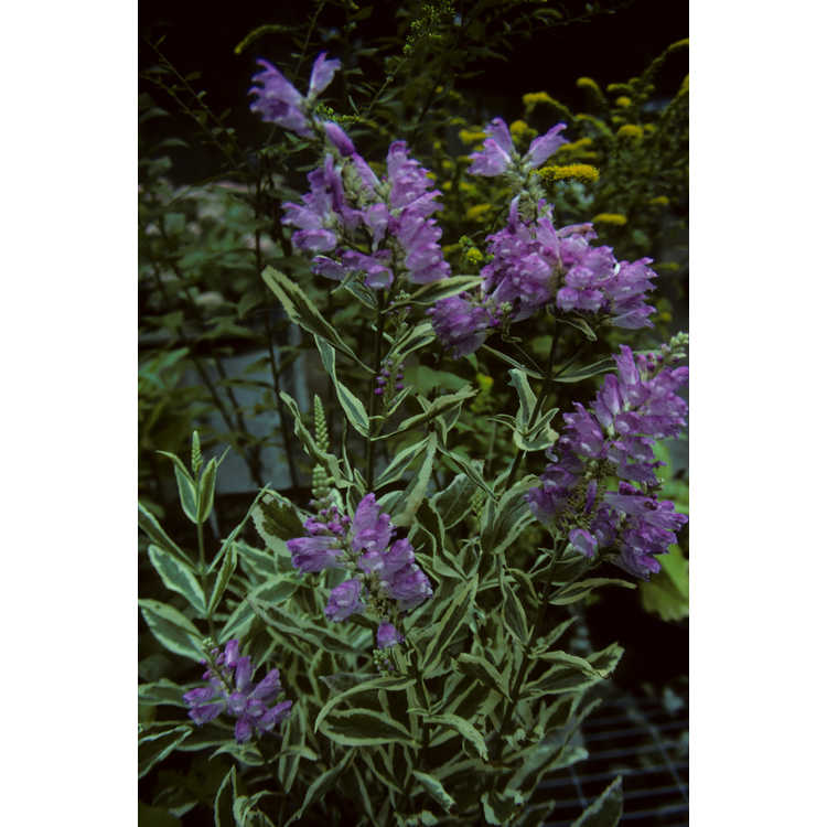 variegated obedient plant