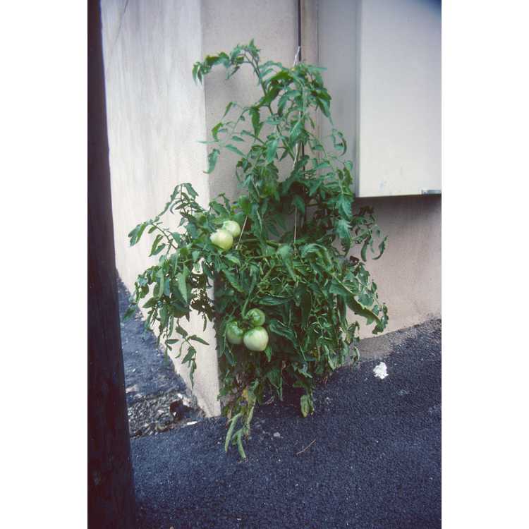 <em>Solanum lycopersicum</em>