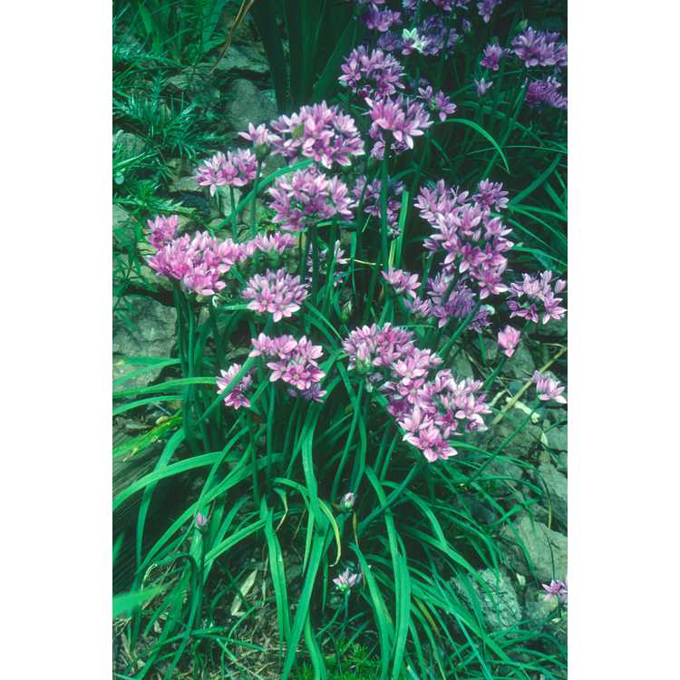 <em>Allium unifolium</em>
