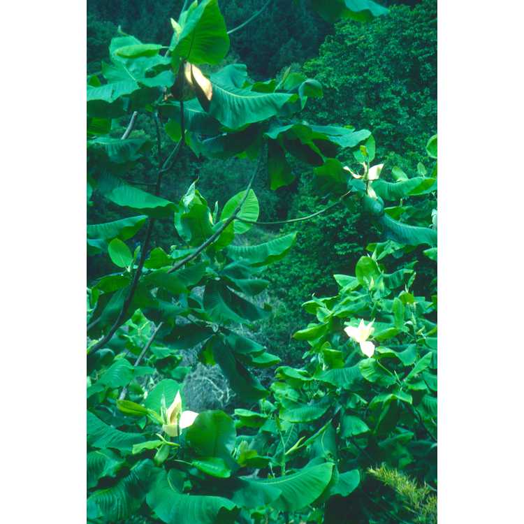 <em>Magnolia sharpii</em>