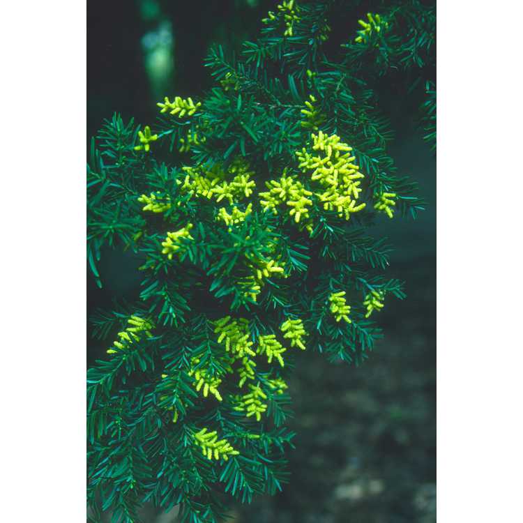 Podocarpus lawrencei - mountain plum-pine