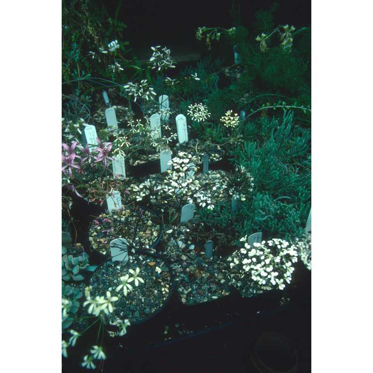 Pelargonium