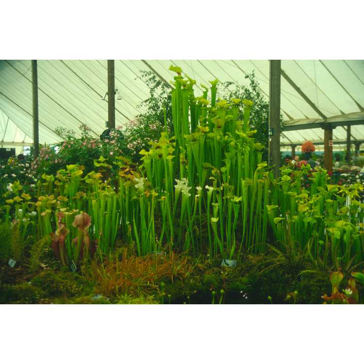 Sarracenia - pitcher plant