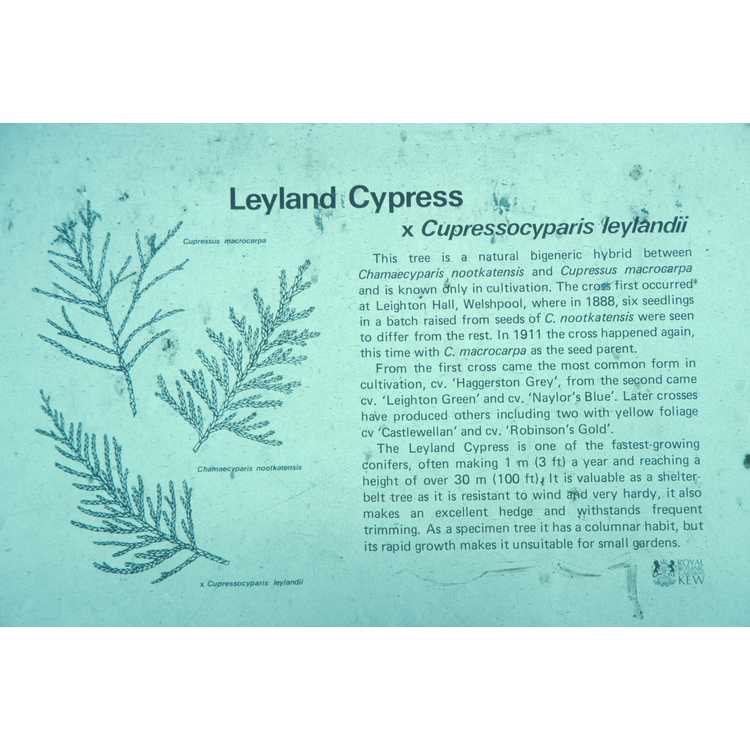 ×<em>Cuprocyparis leylandii</em>