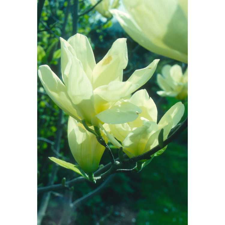 Magnolia 'Elizabeth' - yellow magnolia