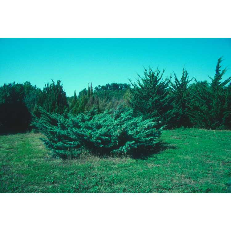Caam hybrid juniper