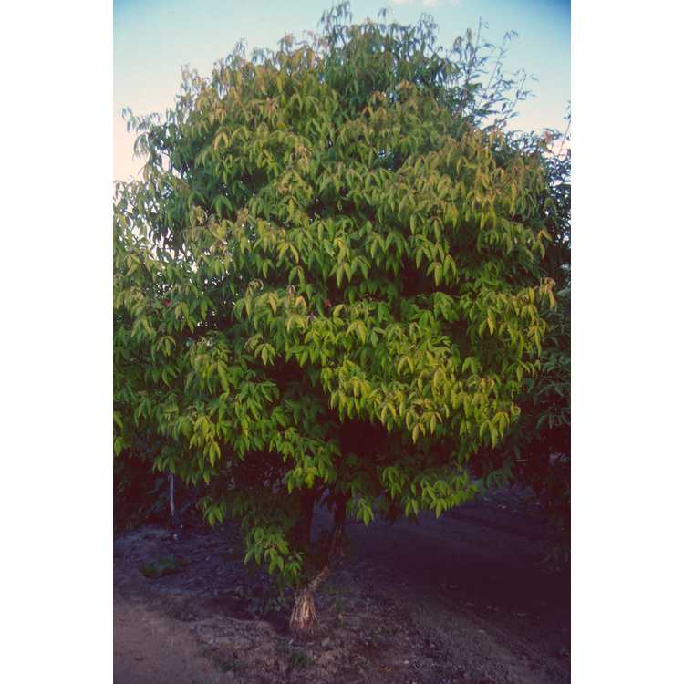 <em>Acer maximowiczianum</em>