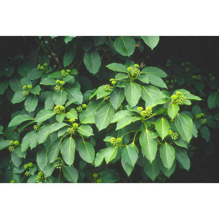 tree ivy