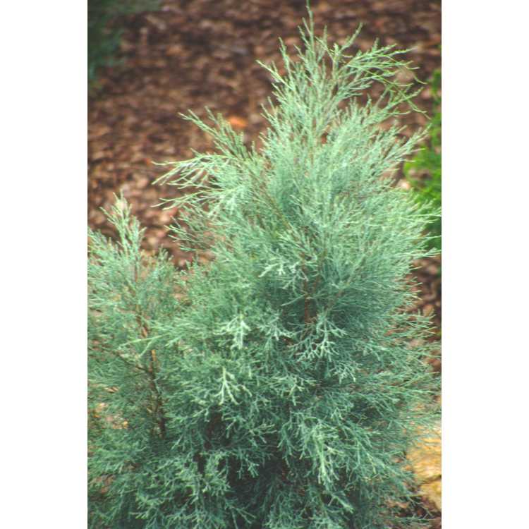Tasmanian cypress-pine
