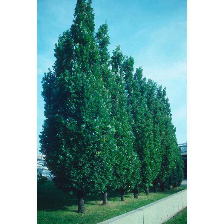 columnar English oak
