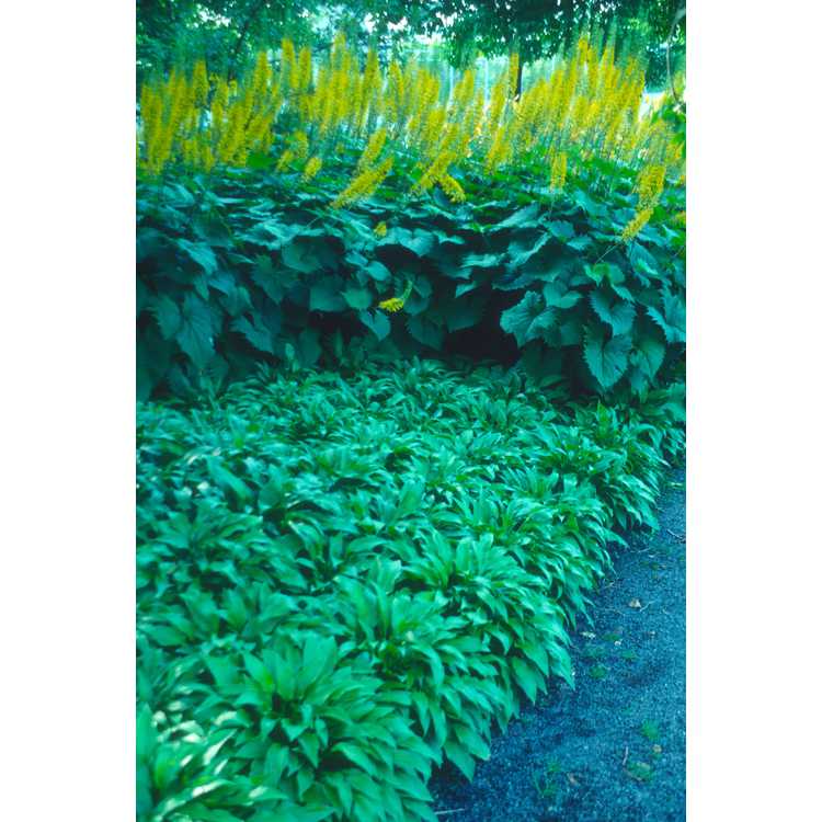 Hosta - plantain lily