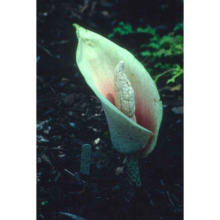 Amorphophallus bulbifer - devil's tongue