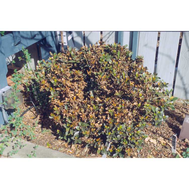 Gardenia jasminoides 'Kleim's Hardy' - Cape jessamine