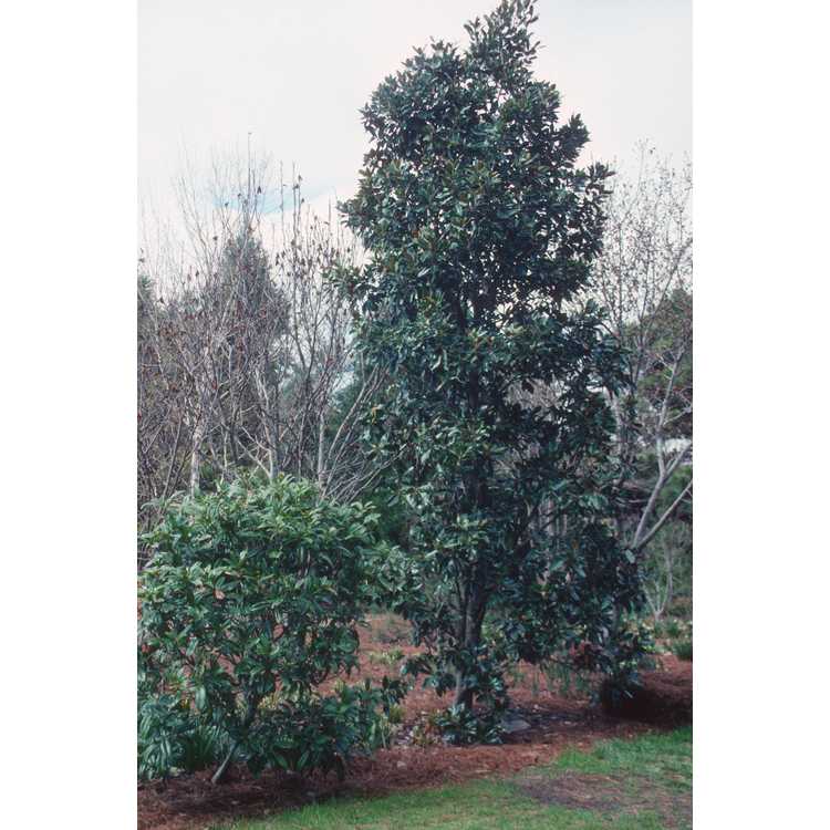 <em>Magnolia grandiflora</em> 'Little Gem'