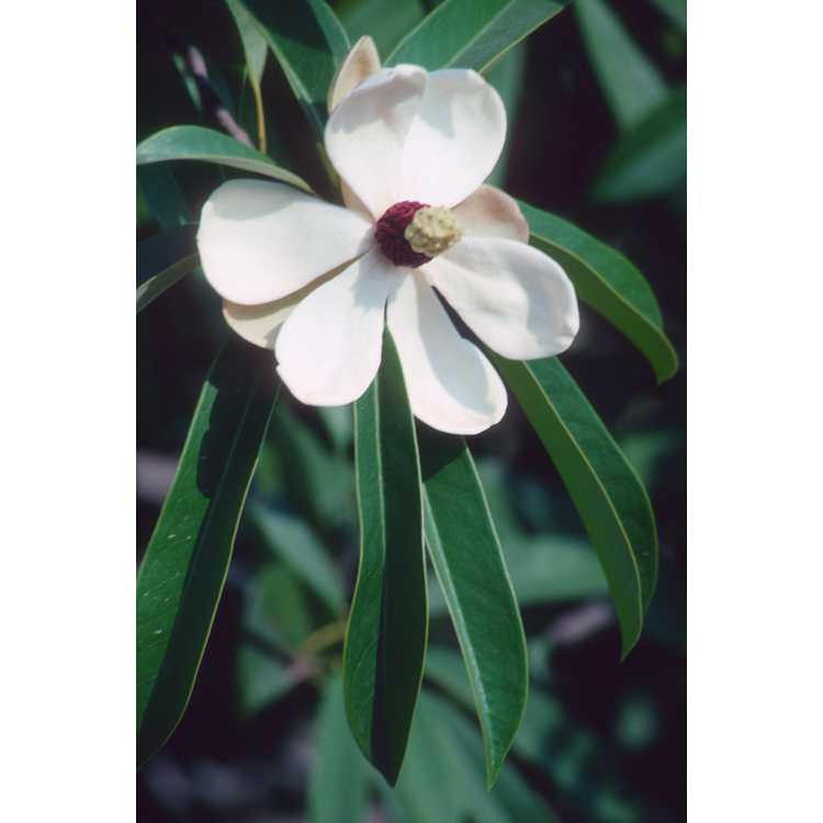 Magnolia yuyuanensis - Yunnan wood-lotus