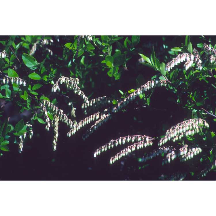 Leucothoe racemosa