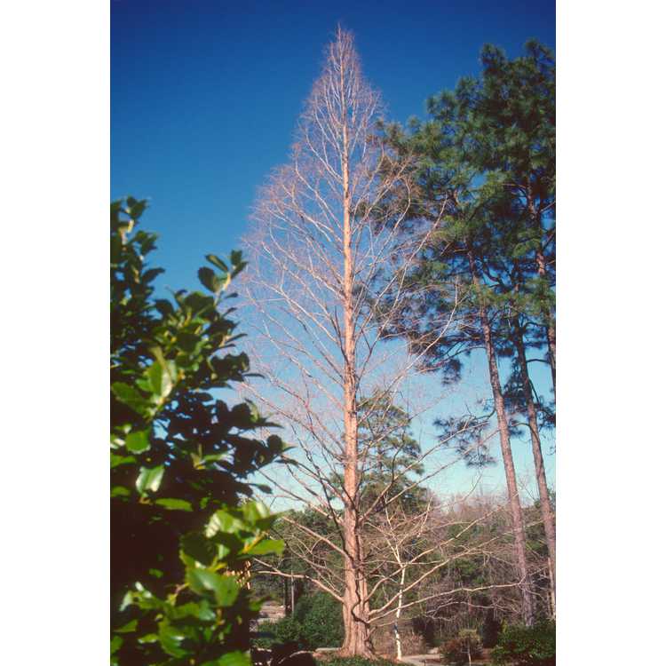 Metasequoia glyptostroboides - dawn redwood