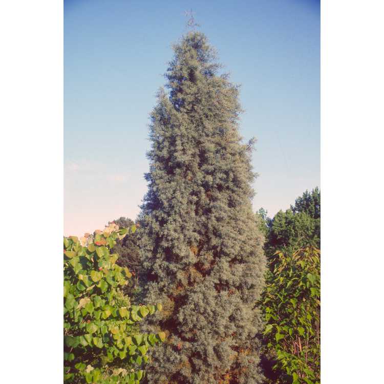 Arizona cypress