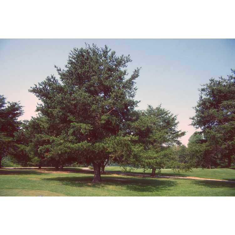 <em>Pinus virginiana</em>