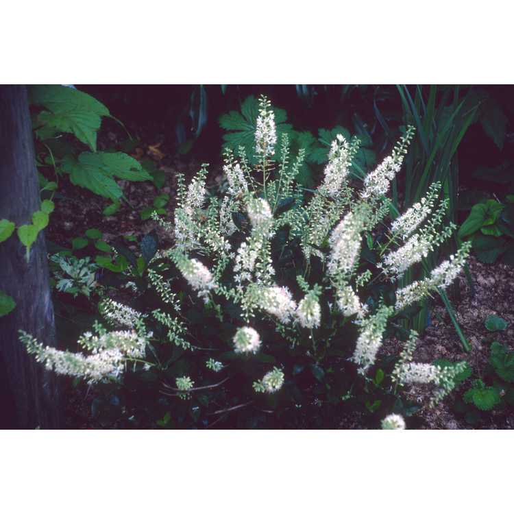 Clethra alnifolia 'Hummingbird' - dwarf summersweet clethra