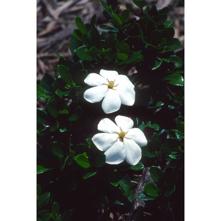 Gardenia jasminoides 'Kleim's Hardy' - Cape jessamine