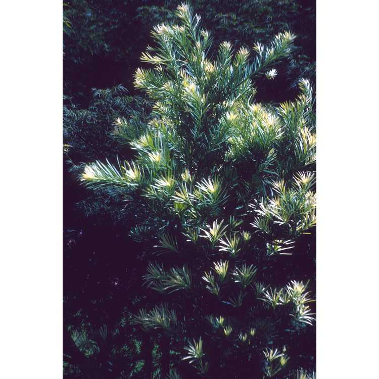 <em>Pinus</em>