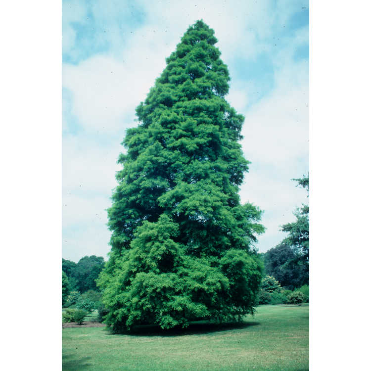 Taxodium distichum - bald cypress