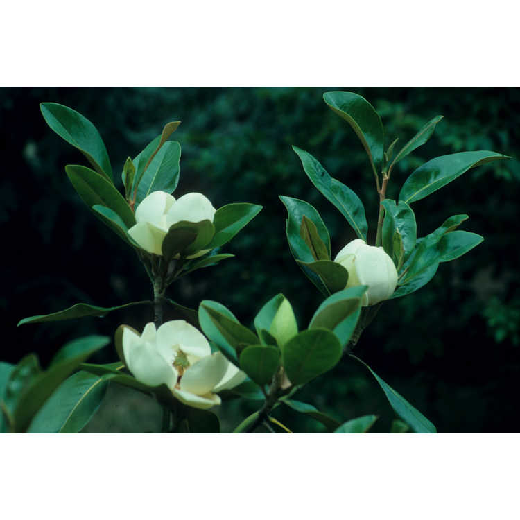 Freeman hybrid magnolia