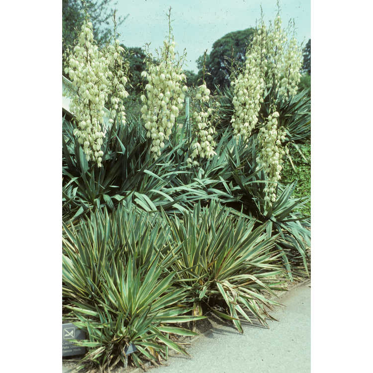 Yucca filamentosa