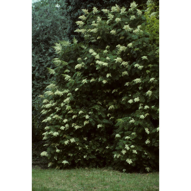 <em>Sorbaria sorbifolia</em>